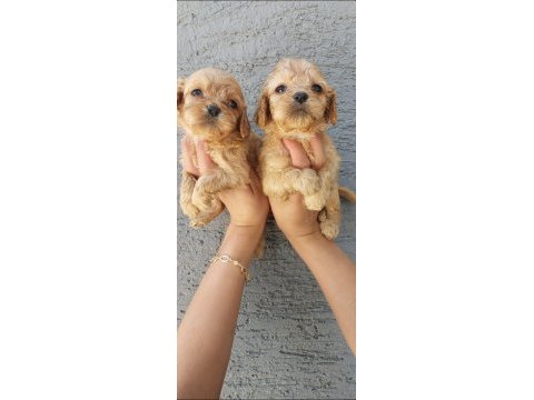 Maltipoo yavruları