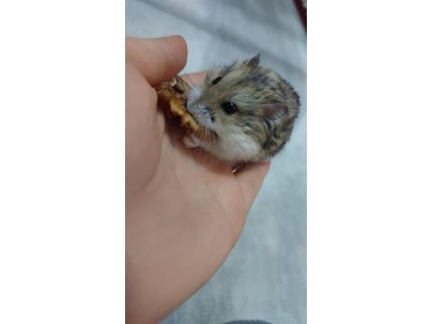 Son yavru gonzales hamster