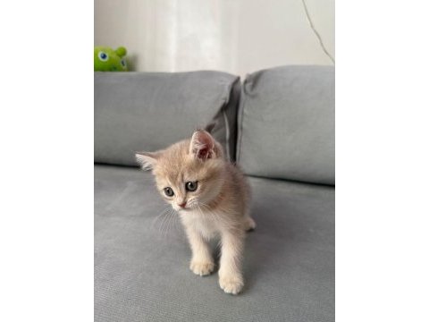 Sevimli kedicik