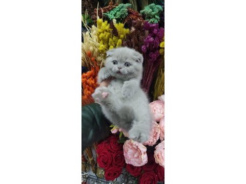 A show class scottish fold bebekler