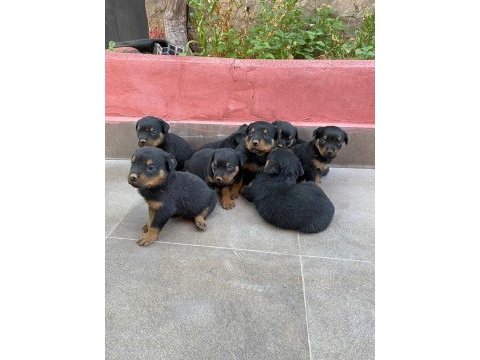 Rottweiler yavru köpekler