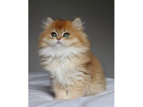 Altın yeleli golden british longhair 