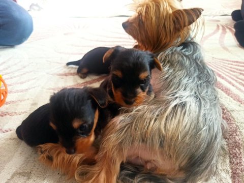 Yorkshire terrier 32 günlük