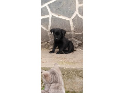 60 günlük teslime hazır labrador yavrular