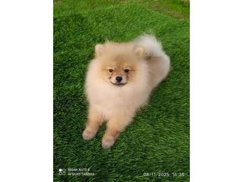 Pomeranian yavrularımız her ile gönderim sağlanır