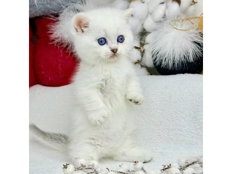 British shorthair beyaz yavru kedimiz safkan