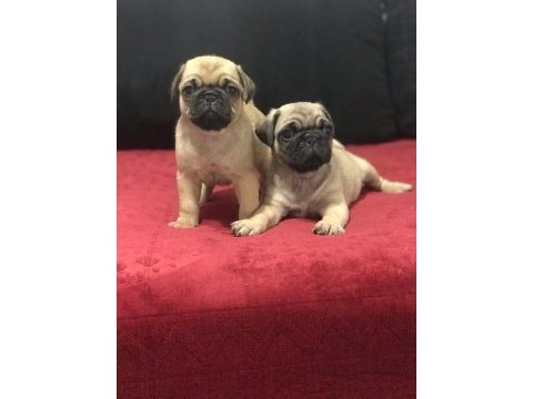 A kalite pug mops bebekler