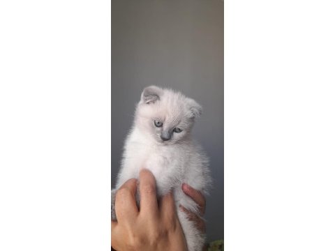 55 günlük anne baba safkan afacan kediler