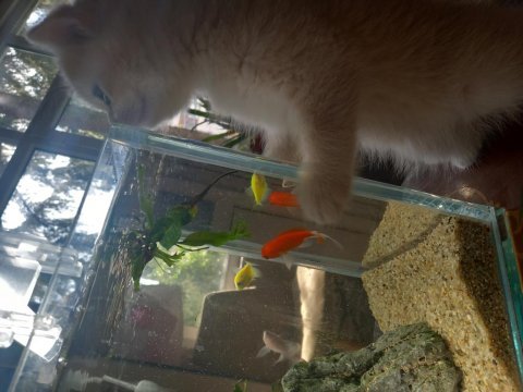 British shorthair cy12 dişi