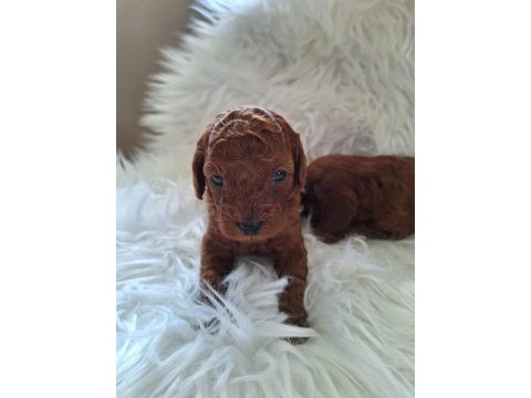 Mersinin tatlı poodle yavruları