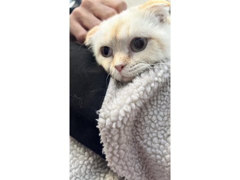 6 aylık dişi scottish fold