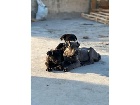 Cane corso köpeği yavrularımız