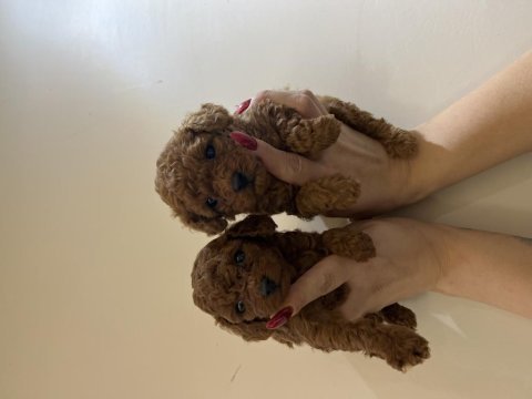 Yeni yıl şekerleri poodle köpekler sizler için hazır