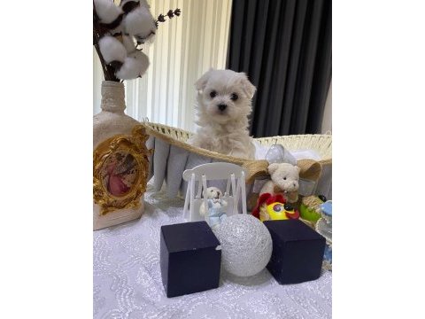 A şecereli kore maltese babadan maltese yavrular