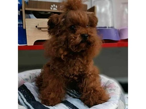 Kore yavrusu a kalite teacup red brown toy poodle yavrular