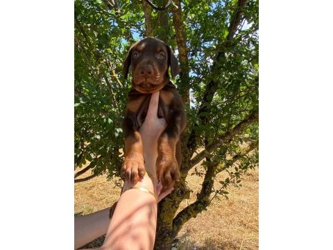 Safkan doberman yavruları