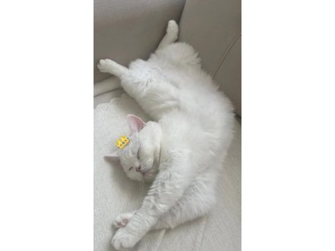 Ücretsiz british shorthair 3 yaşında