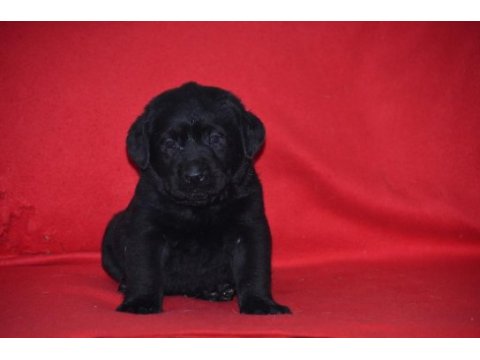 Safkan ırk garantili labrador yavrular