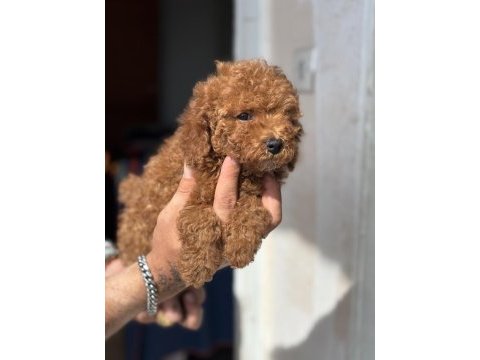 Güncel 1450 gr toy poodle kızımız