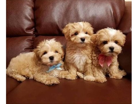 Tüy dökmez koku yapmaz antialerjik maltipoo yavrular