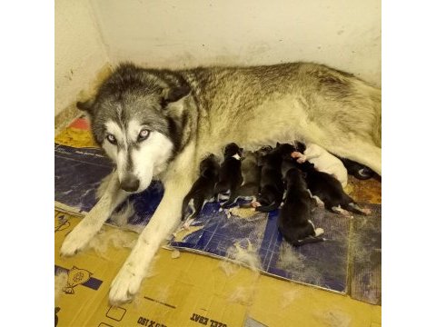 Anne altında husky yavrulari yer alanya mahmutlar