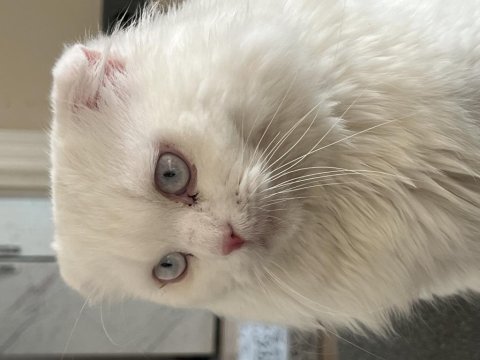 Scottish fold 1 yaş