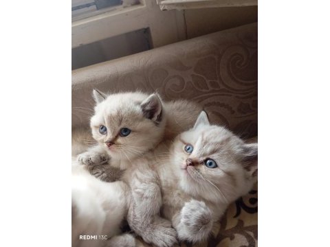 Efsane british shorthair bebeklerim