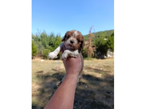 Irkının süper starı cavalier king charles