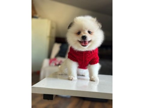 Orjinal tatlı pomeranian boo