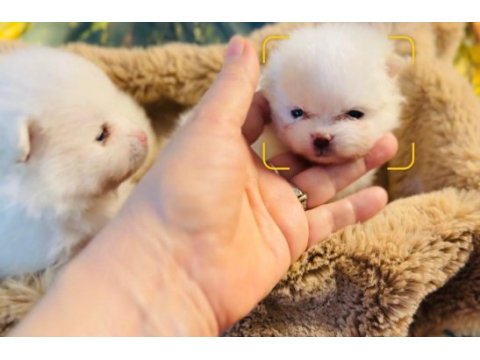 Pomeranian yavrular