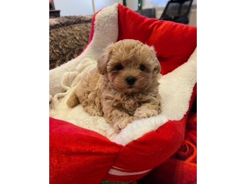 Kore kanı honey maltipoo 1.250 gr
