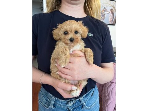 Fırsat yavruları bebek yüzlü maltipoo
