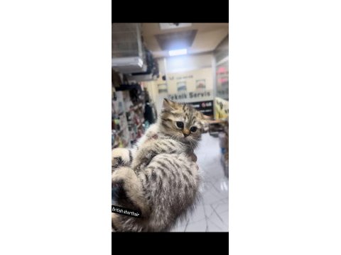 British shorthair tuvalet eğitimli
