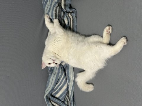 Scottish fold sütlaç yuva arıyoruz