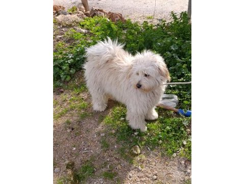 9 aylık erkek tüm aşıları tam maltipoo