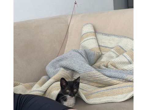 Minik oreo tekir