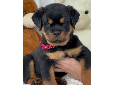 Rottweiler bebeklerimiz