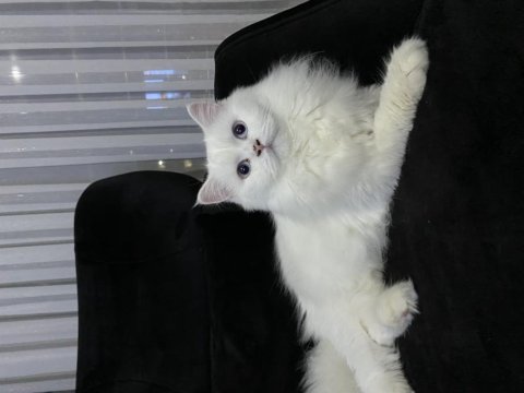 British longhair kızımıza yeni yuva arıyoruz