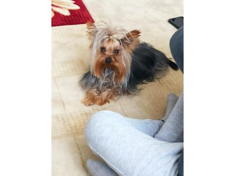 Özel sebeplerden dolayı yorkshire terrier