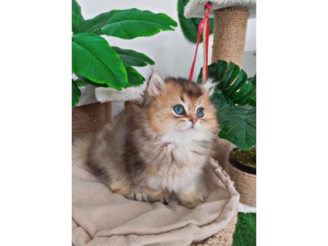 British longhair duffy bebeğim
