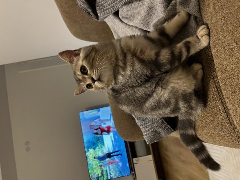 7 aylık british shorthair