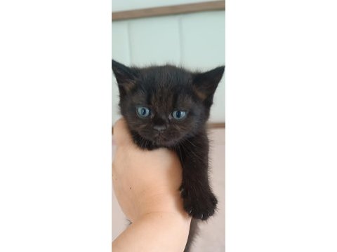 British shorthair tabby cinsi safkan