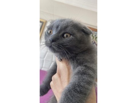 Scottish fold bebiş
