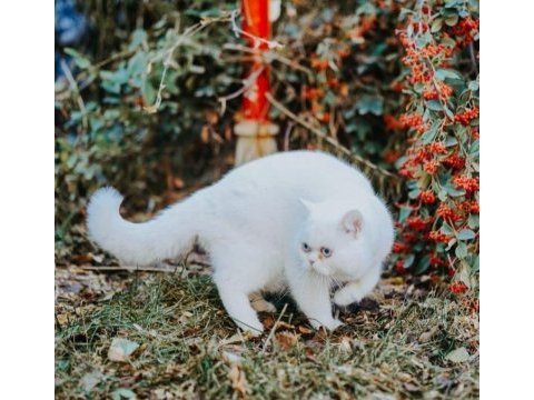 2 yaşında oğlumuzu sahiplendirecez british shorthair