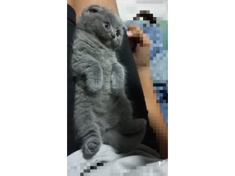 0 kulak top kafa scottish fold
