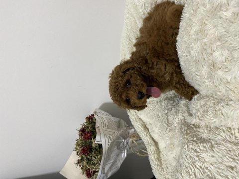 Mükemmel toy poodle yavrumuz