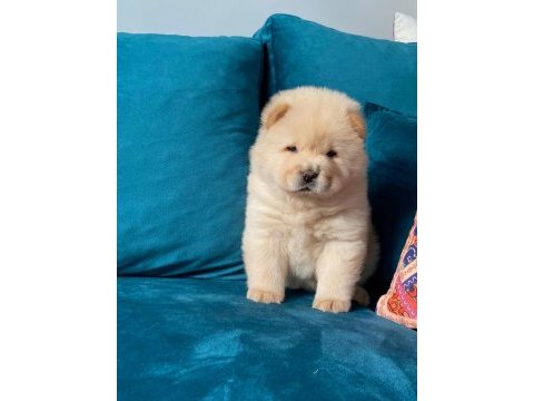 A kalite panda surat chow chow çin aslanı