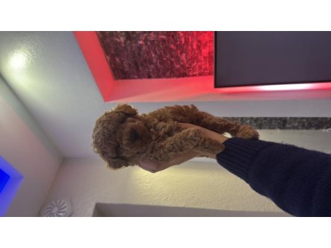 Kıvır kıvır toy poodle bebişlerimiz