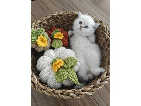 British shorthair rezerve edilir