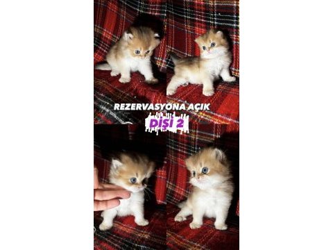 Altın serisi bebek kediler